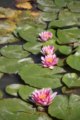 Pink water lilies flowers and leaves 