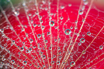 drops of water on a flower, flowers,macro,beautiful flowers. Flower mirroring in rain drops - macro

