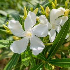 bright white oleander flowers close up in the garden