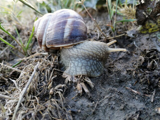snail