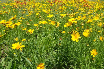 Meadow covered with yellow flowers of Coreopsis lanceolata in mid June