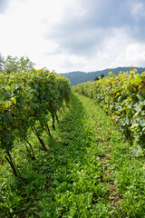 Fototapeta na wymiar italian vineyard