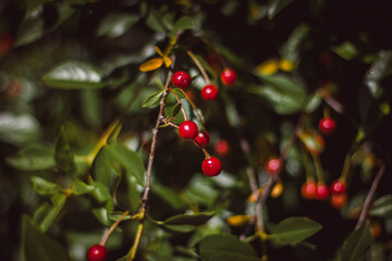 ripe red cherry on a branch