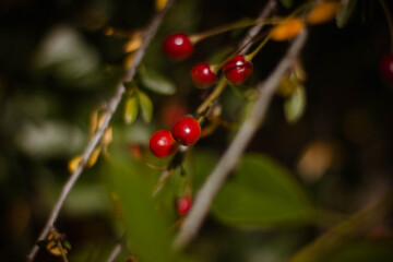 ripe red cherry on a branch