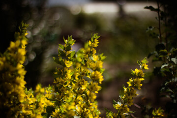 yellow leaves on a tree