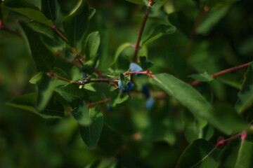 red bug on a green leaf