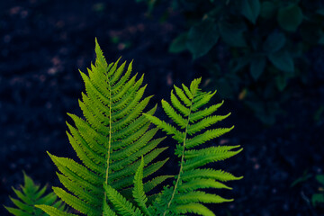 Fern frond. Growing leaves of a plant