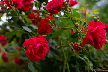Flowers of a growing red rose