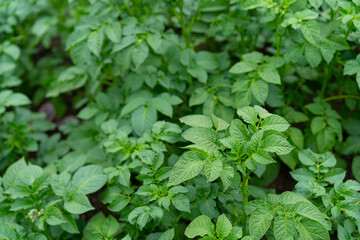 Growing leaves of planted potatoes