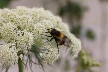 Bumblebee Close up