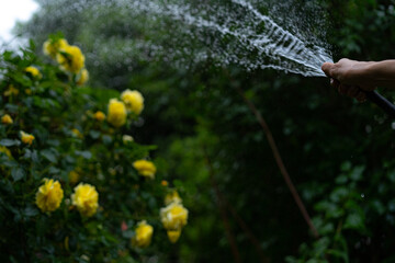 Watering flowers in the garden from a hose