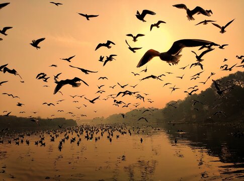 Indian landscape at Yamuna bank in New Delhi with birds migrating during winters.