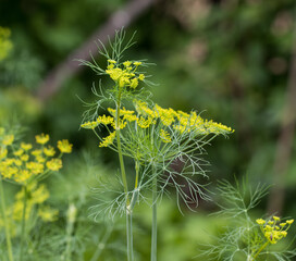 Blooming dill, a herbaceous plant in summer