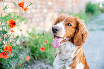 Cute adorable welsh springer spaniel dog breed, looking. Healthy action puppy.