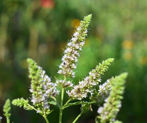 Peppermint flowering. (Mentha × piperita, also known as Mentha balsamea Wild) is a hybrid mint, a cross between watermint and spearmint.