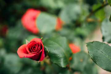 Rote Rose mit gr&uuml;nen Bl&auml;tter