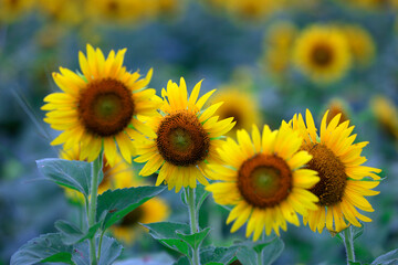 Sunflowers on a farm, China