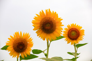 Obraz premium Sunflowers on a farm, China