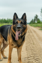 German shepherd dog playing outdoors. Cute adorable dog. Nature background.