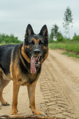 German shepherd dog playing outdoors. Cute adorable dog. Nature background.