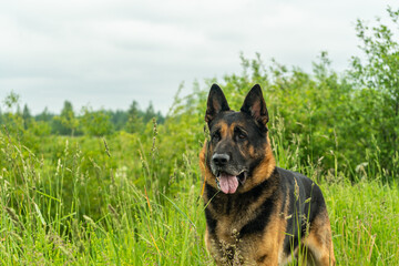 German shepherd dog playing outdoors. Cute adorable dog. Nature background.