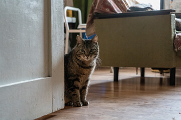 Portrait of a cat in country room.