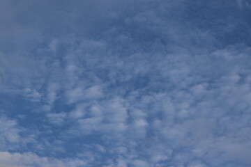 Nature, Plants, Flowers, Greenery, Sky, Sun, Freedom
