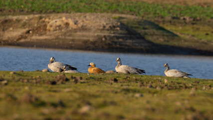 A flock of bar headed geese siting with a ruddy shelduck in the banks of lake at Rajasthan India on 23 November 2018