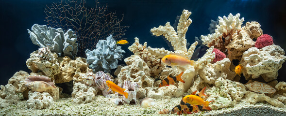 Naklejka na ściany i meble Freshwater aquarium in pseudo-sea style. Aqua scape and aqua design.