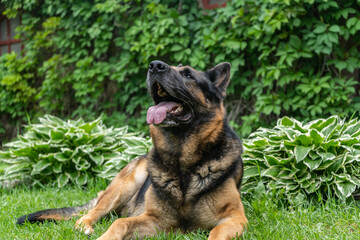German shepherd dog and playing outdoors. Cute adorable dog. Nature background.