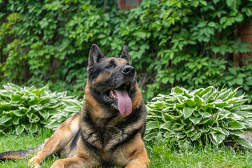 German shepherd dog and playing outdoors. Cute adorable dog. Nature background.