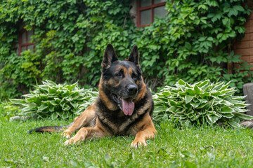 German shepherd dog and playing outdoors. Cute adorable dog. Nature background.