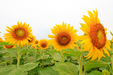 Sunflowers on a farm, China