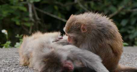 Monkey helps delousing each other