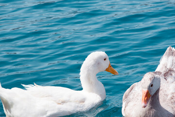 Ducks and geese in water feeding