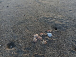 clam shells strewn in the sand