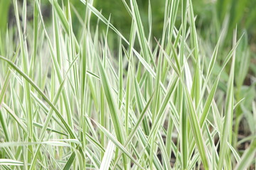 Abstract green fresh grass in spring and summer. Grass field close-up macro photography