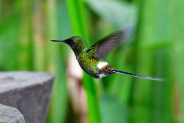 アンデスのエメラルドグリーンのハチドリ