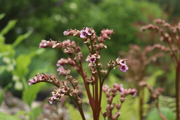 Small pink flowers bush close-up on a background of green grass macro photography