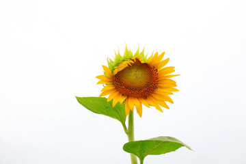 Sunflowers on a farm, China