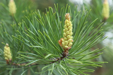 Pine cone on a pine branch in a coniferous forest macro photography