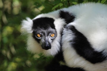 Closeup of an indri under the sunlight © Holly Edwards/Wirestock