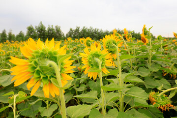 Sunflowers on a farm, China