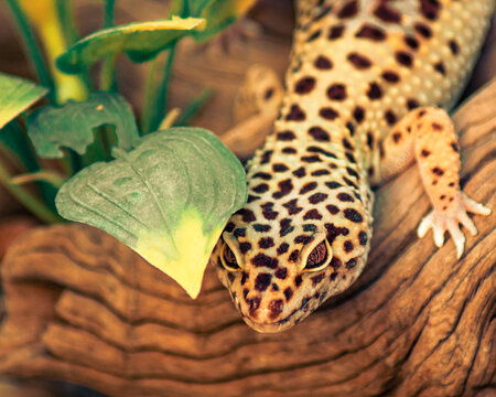 Gekko sobre tronco con hoja en la cabeza