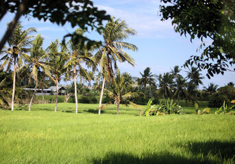 Obraz premium 田園とヤシの木