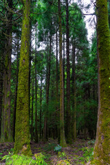 Fototapeta premium Azores (Sao Miguel)