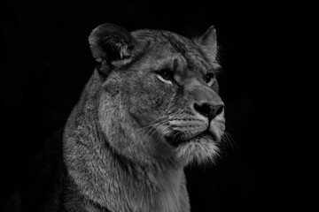 Lioness - B&W 1