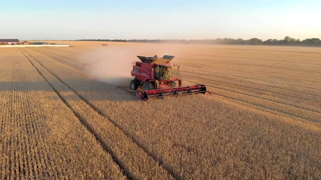 Aerial view red combine harvester collect wheat grains in field golden color. Yellow ears ripe cereal crop. Agricultural summer work in farm machine. Sunset