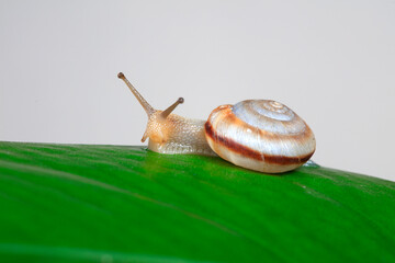 Snails on green leaves