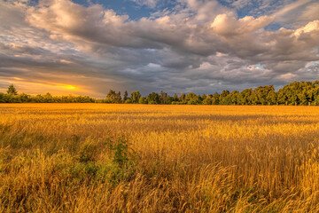 Fototapeta premium Beautiful cloudscape above a field during the golden hour in Mörfelden, not far away from Frankfurt in Germany.